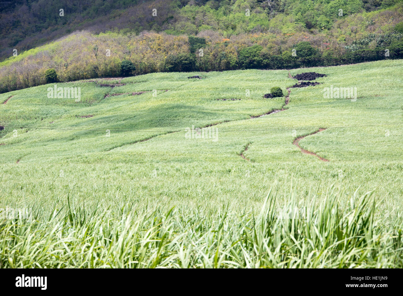 Zuckerrohrfelder auf Mauritius Stockfoto