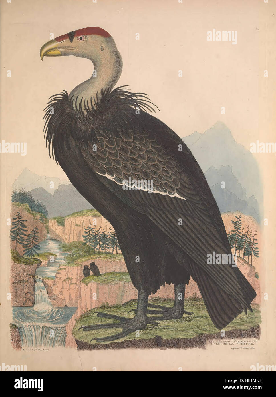 Abbildungen der amerikanischen Ornithologen von Alexander Wilson und