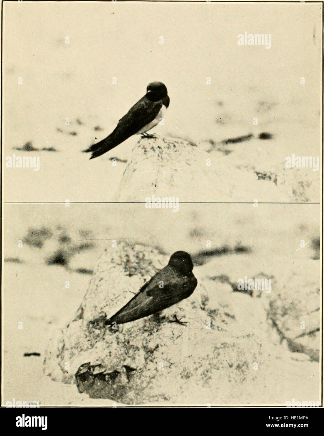 Vögel aus den Inseln Romblon, Sibuyan und Cresta de Gallo, weitere Hinweise auf die Vögel von Ticao Cuyo, Culion, Calayan, Lubang und Luzon (1905) Stockfoto