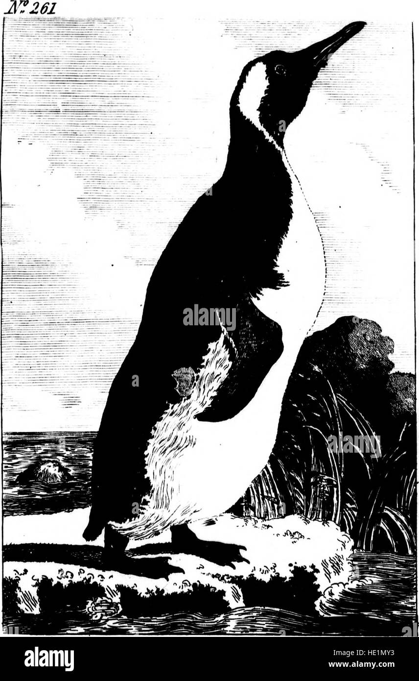 Eine Reproduktion des Werkes „The Natural History of Birds“ von Graf de Buffon aus dem Jahr 1793, in dem die Klassifizierung und Untersuchung von Vögeln detailliert beschrieben wird. Stockfoto