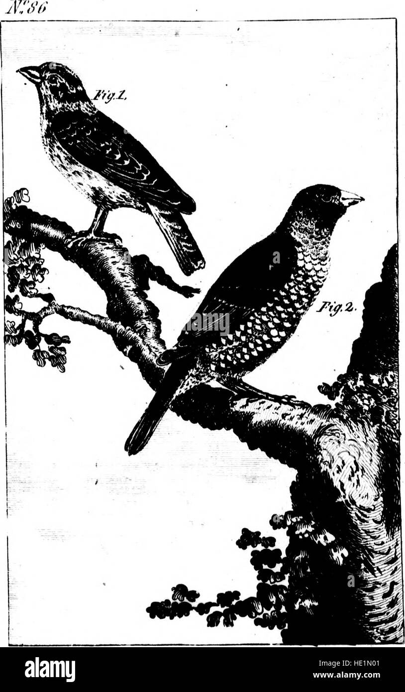 Ein historisches und wissenschaftliches Werk zur Naturgeschichte der Vögel, übersetzt aus dem Französischen von Graf de Buffon. Das 1793 veröffentlichte Buch bietet eine detaillierte Studie über Vogelarten und ihr Verhalten. Stockfoto