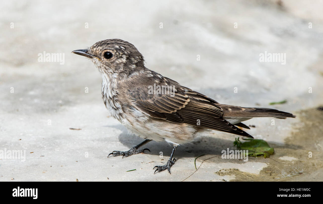 Eine Nahaufnahme von der juvenilen Grauschnäpper (Muscicapa Striata). Stockfoto