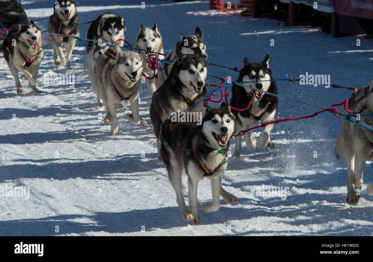 Schlittenhunde Rennen auf der Strecke während dem offiziellen Start des Iditarod in Willow, Alaska., 5. März 2016. Während des Iditarod deckt ein Musher und ihr Team von 16 Hunden fast 1.000 Meilen in 9 bis 15 Tage. /Master Sgt. Brian Ferguson Stockfoto