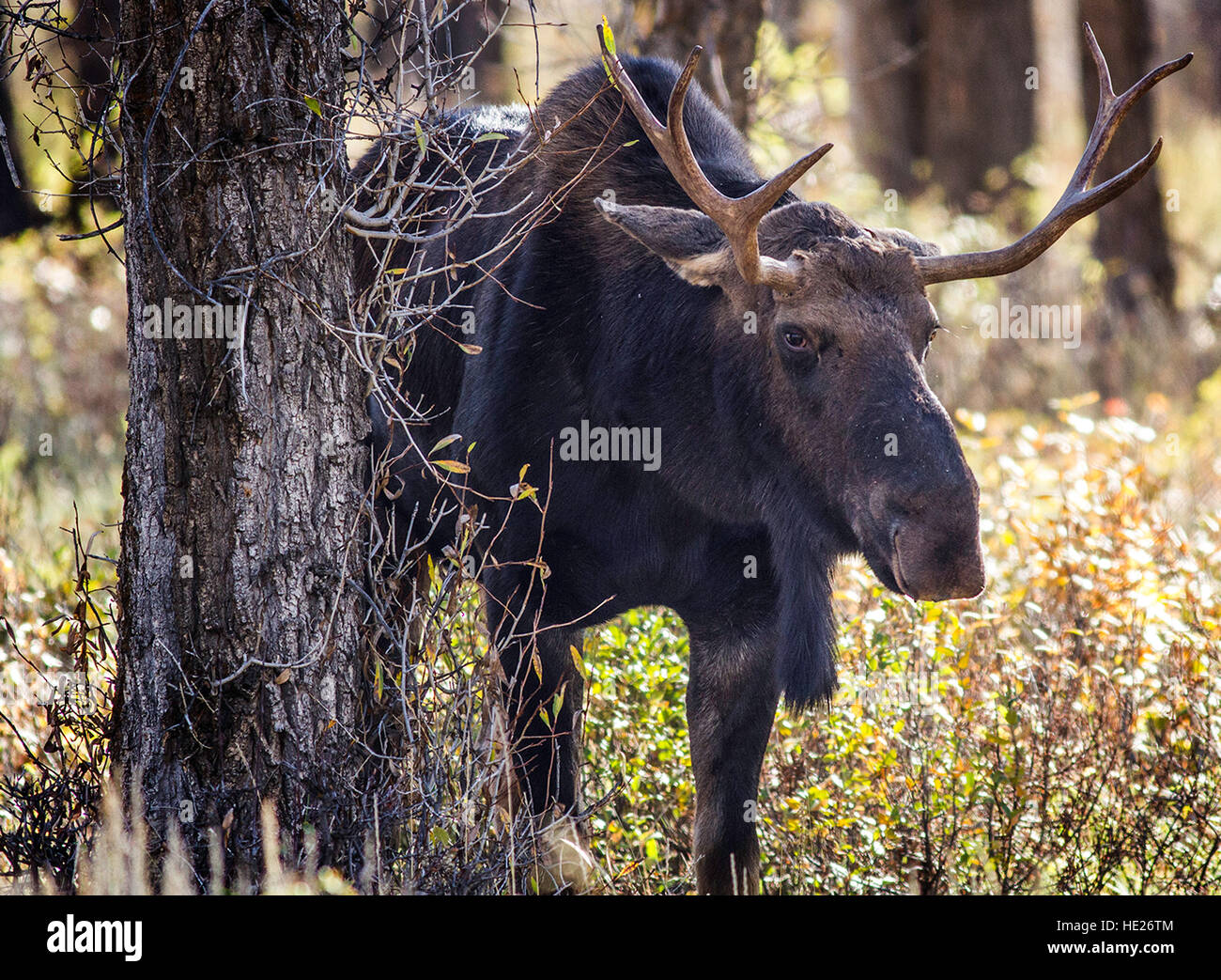 Elch Gros Ventre Campingplatz; Elch, Wyoming; Grand Teton; Stockfoto