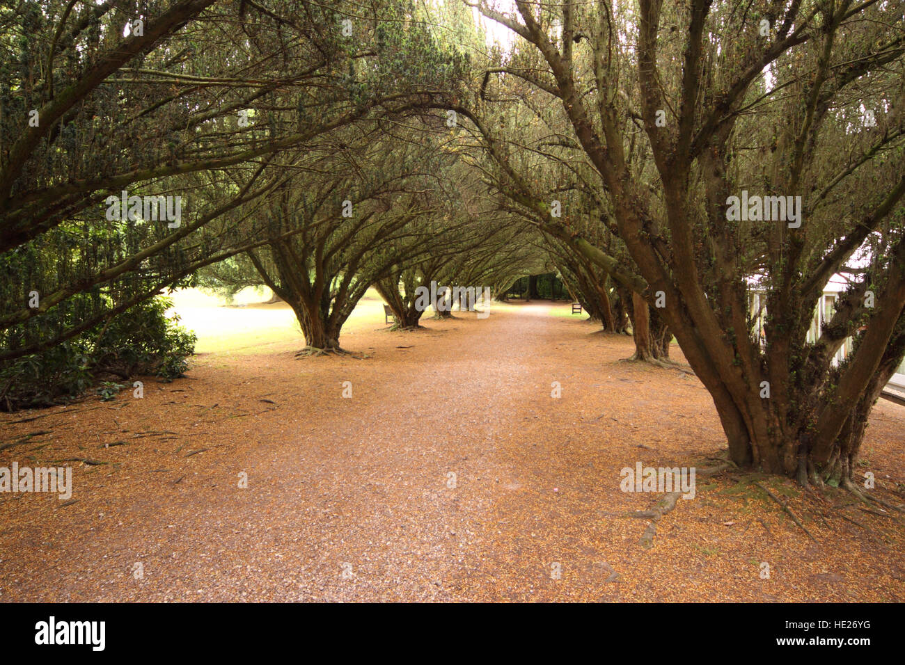 Der Yew Tree Spaziergang und der Avenue of kultivierten Eiben New Hall Hotel, Sutton Coldfield Stockfoto