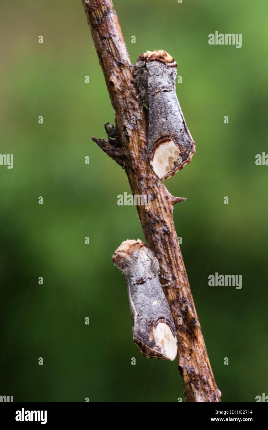 Zwei Buff Tipp Motten auf Dornes abgedeckt ruhen Stengel in einem Waldgebiet einstellen Stockfoto