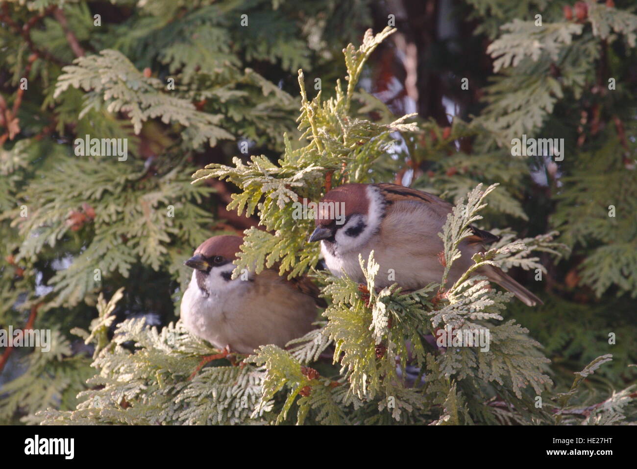 Lieber ein paar Baum Spatzen (Passer Montanus) überwintern in der Nähe menschlicher Siedlungen Stockfoto