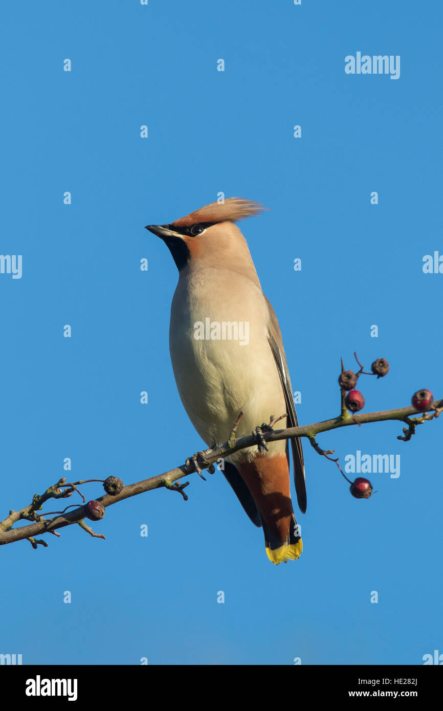 Böhmische Seidenschwanz (Bombycilla Garrulus) thront im Baum im Herbst Stockfoto