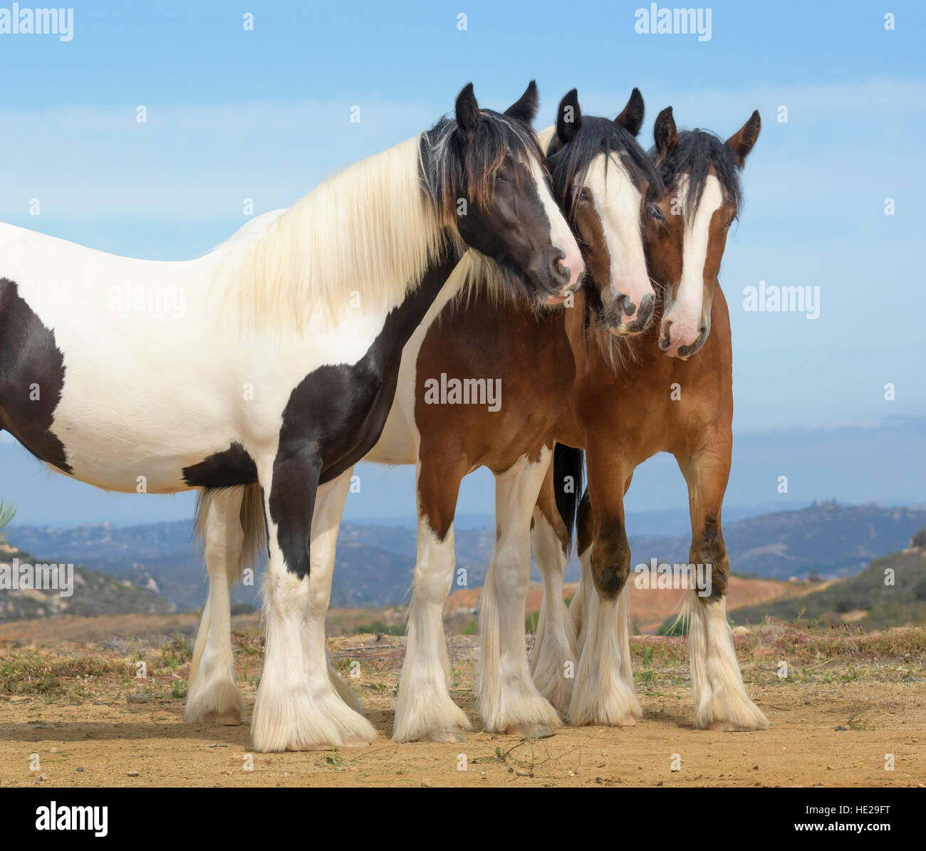 Drei Gypsy Vanner Pferd jährigen Stuten Stockfoto
