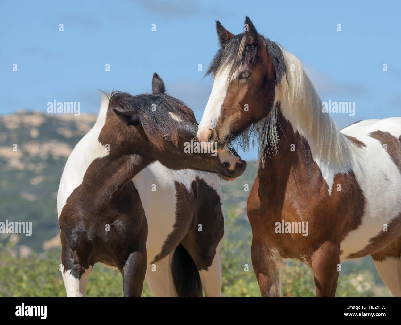 Jährling Colt Gypsy Vanner Pferde und Fohlen Stockfoto