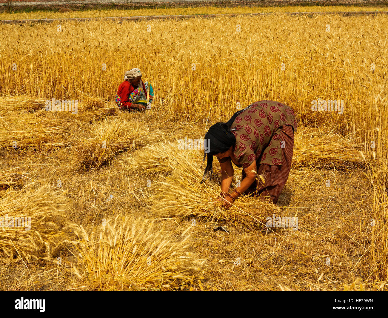 Alte indische Frau arbeiten auf einem Weizenfeld in der Hitze des mittags bei Ramnagar Landstädtchen, Uttarakhand, Indien Stockfoto
