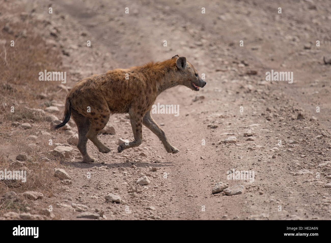 Hyäne, die quer über der Straße in den Ngorongoro-Krater entdeckt. Es gibt viele Hyänen in der Ngorongoro-Krater in Tansania. Stockfoto