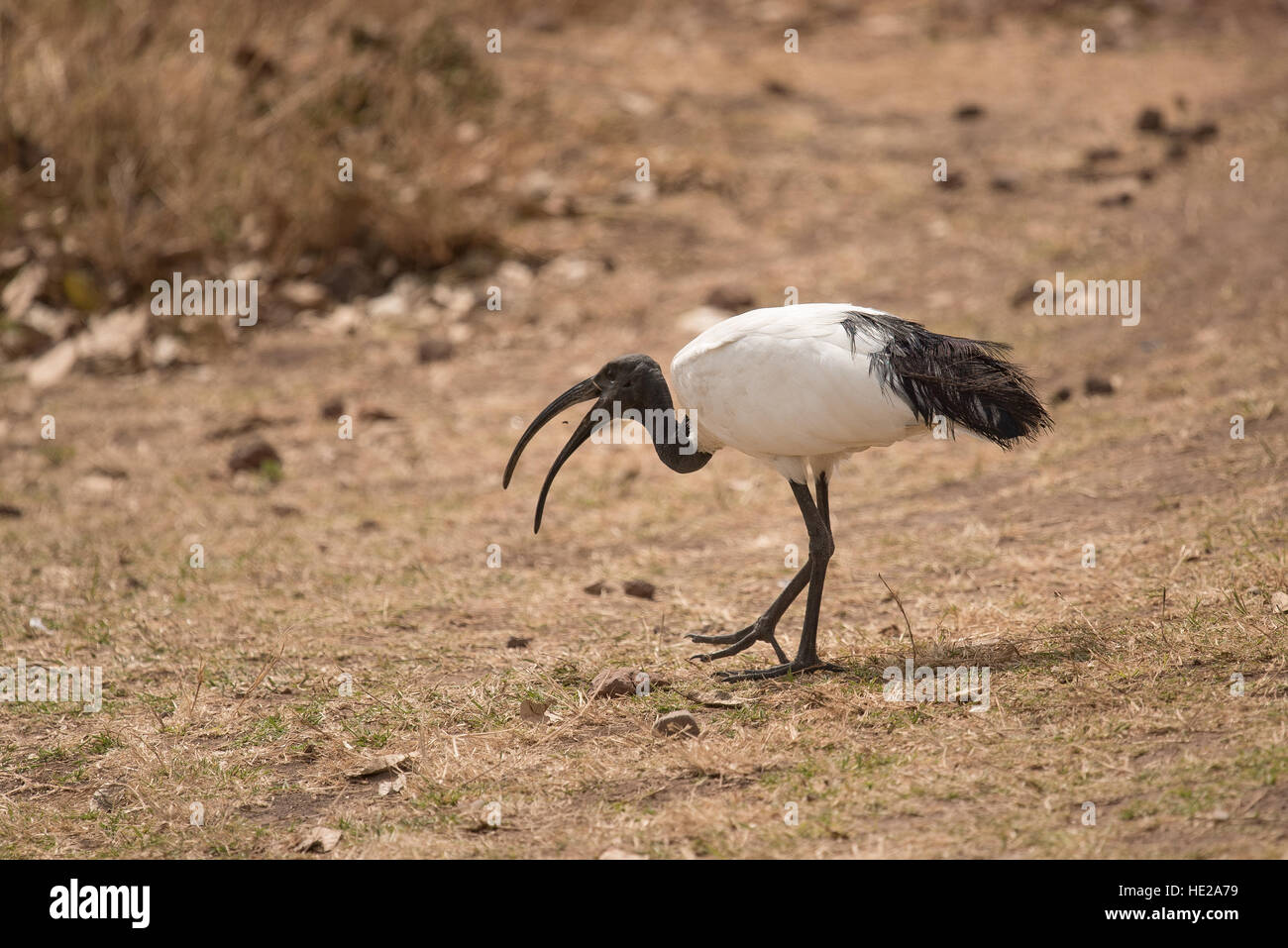 Sacred Ibis zu Fuß in den Ngorongoro-Krater. Dieses Bild wurde in der Nähe ein Pick-Nick-Website aufgenommen. Stockfoto