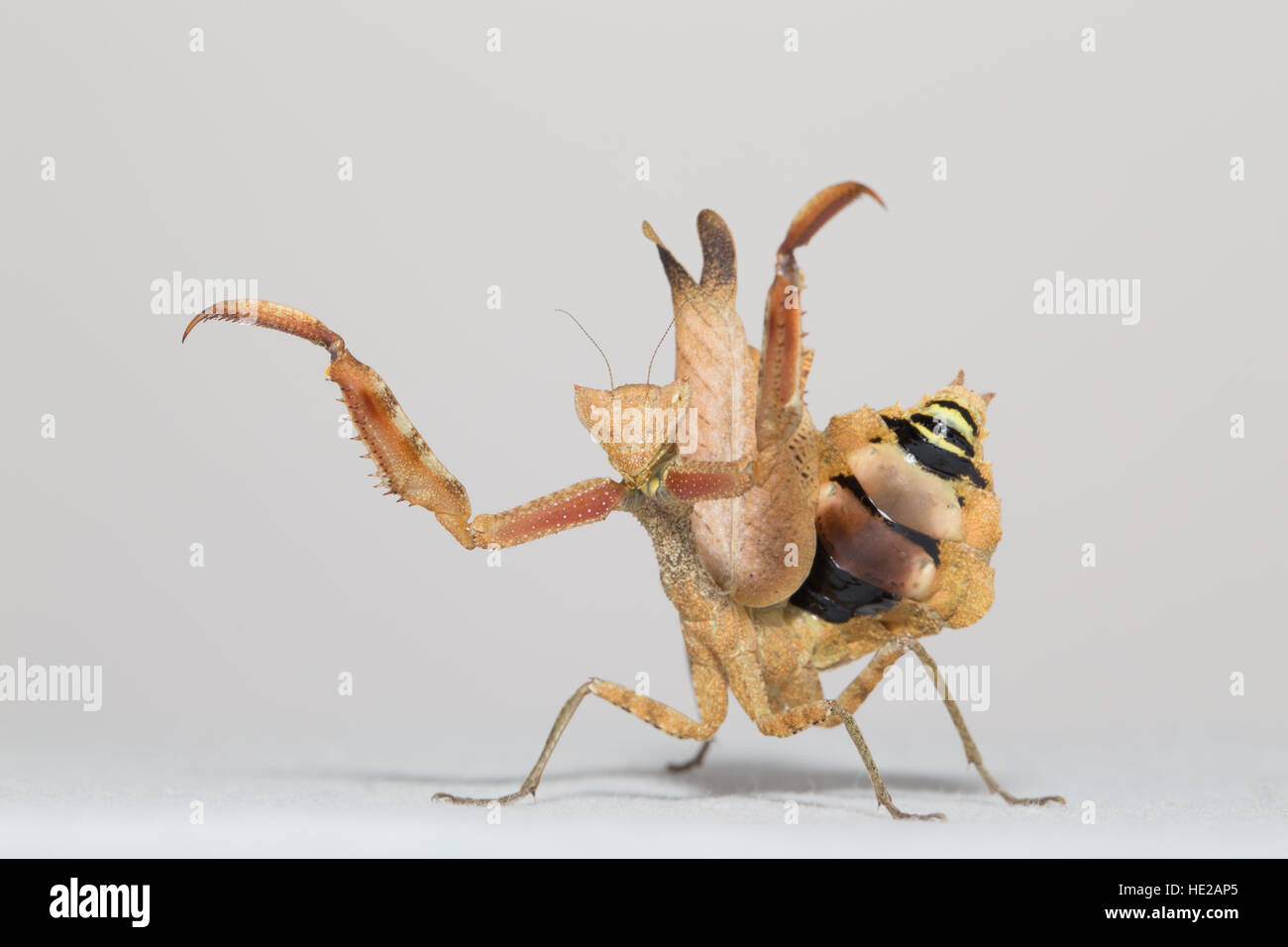 Südamerikanische tot Blattheuschrecke Stockfoto