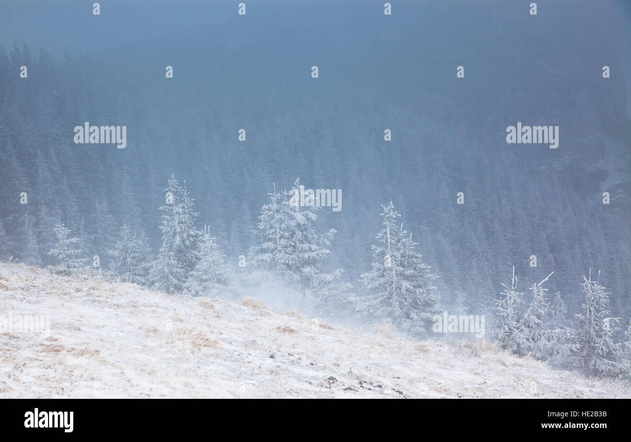 Bäume bedeckt mit Raureif und Schnee im Gebirge, Ceahlau-Massivs, Rumänien Stockfoto