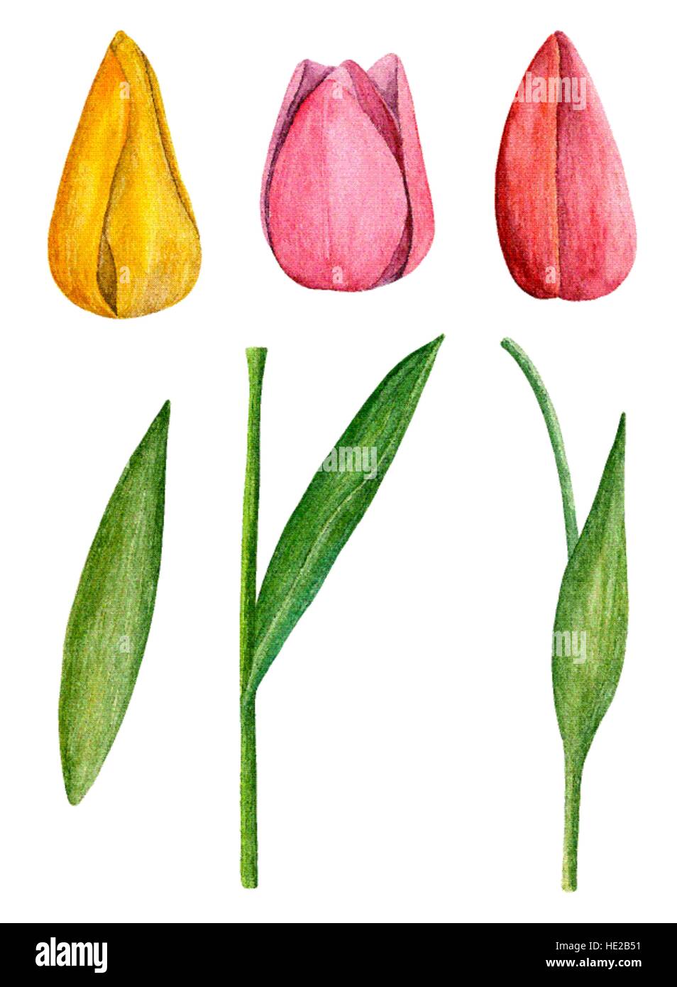 Tulpen Vektor cliparts Aquarell Frühling Blumen Stock Vektor