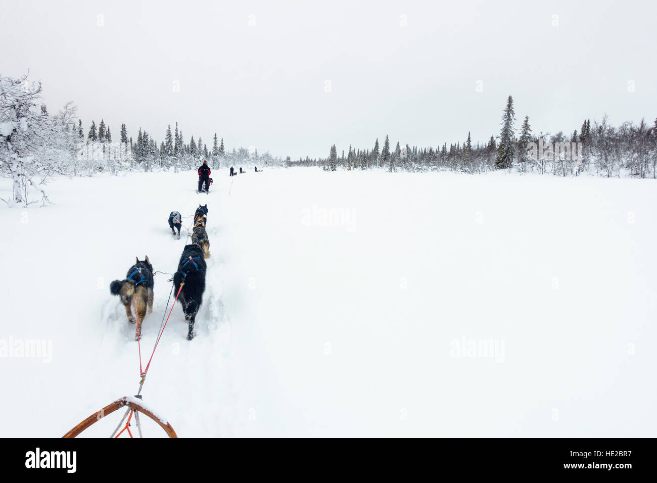 Hundeschlittenfahrten im Vindelfjäll, Schweden Stockfoto