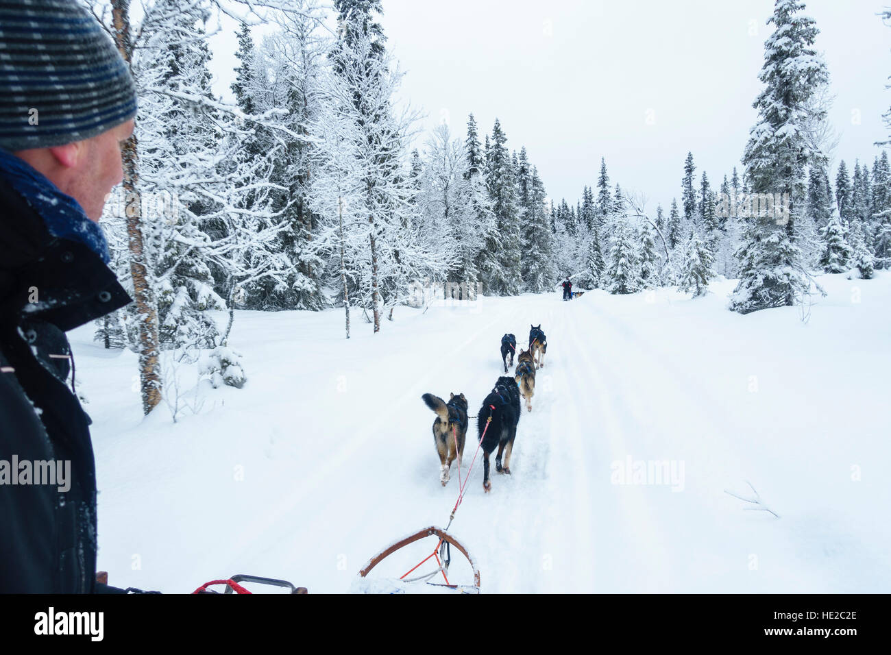 Hundeschlittenfahrten im Vindelfjäll, Schweden Stockfoto
