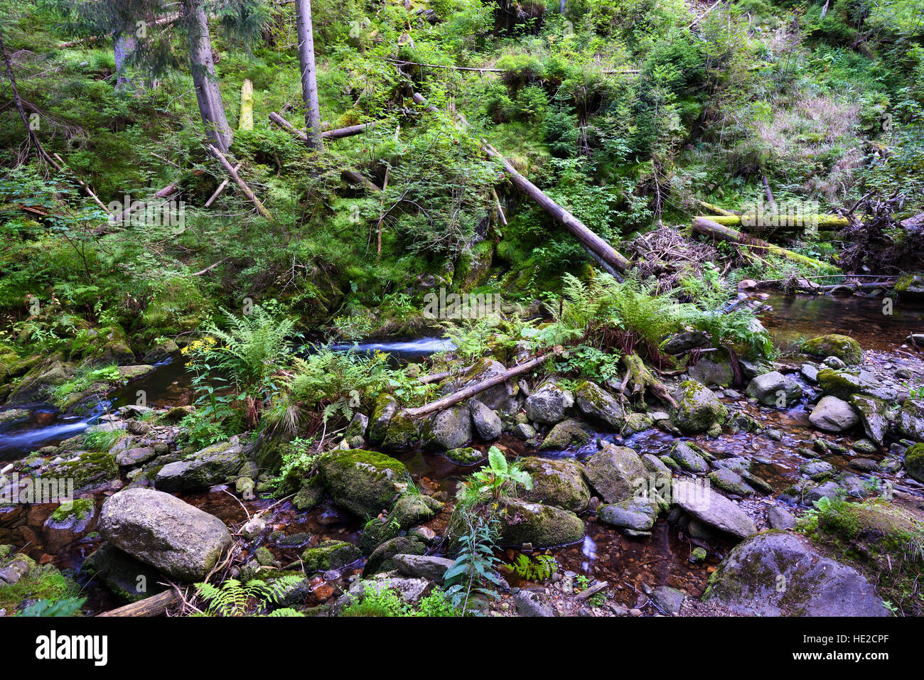 Gebirgsbach in einem tiefen felsigen Tal mit Farn und umgestürzte Bäume Stockfoto