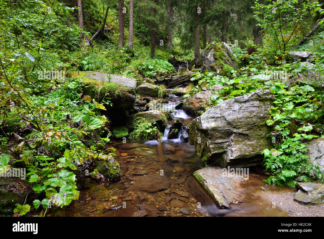 Pure Mountain Creek und einen kleinen Pool in tiefen Wäldern Stockfoto