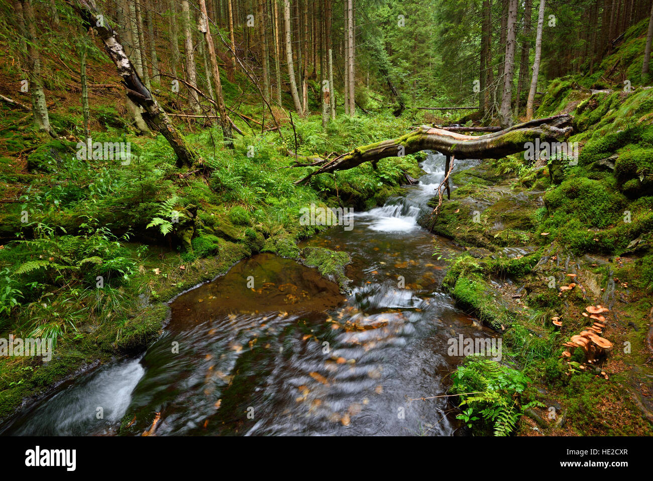 Schöne Gebirgsbach mit reinem Wasser in einem tiefgrünen Waldtal Stockfoto