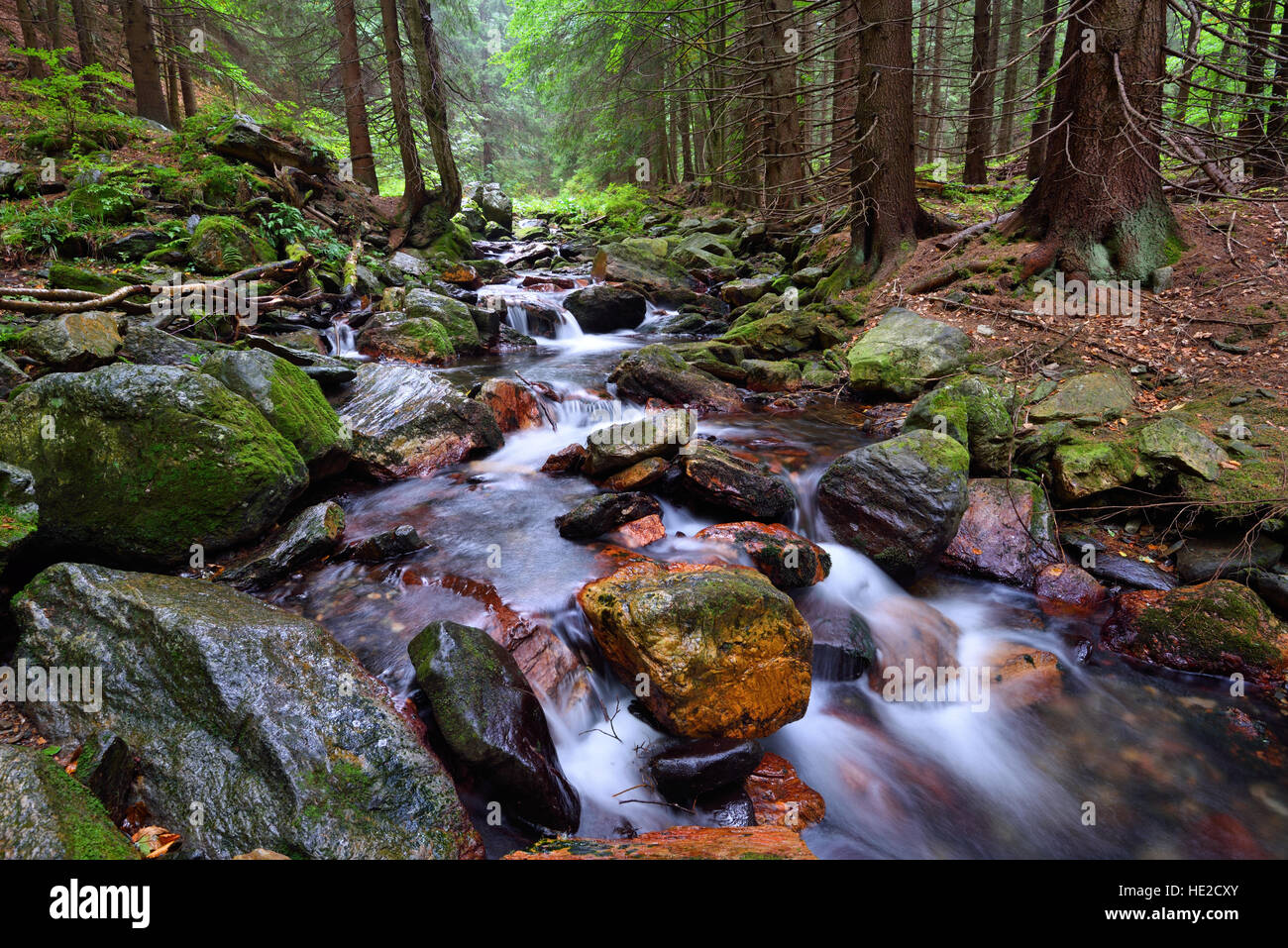 Berg-Urwald mit einem raschen steinigen Bach Stockfoto