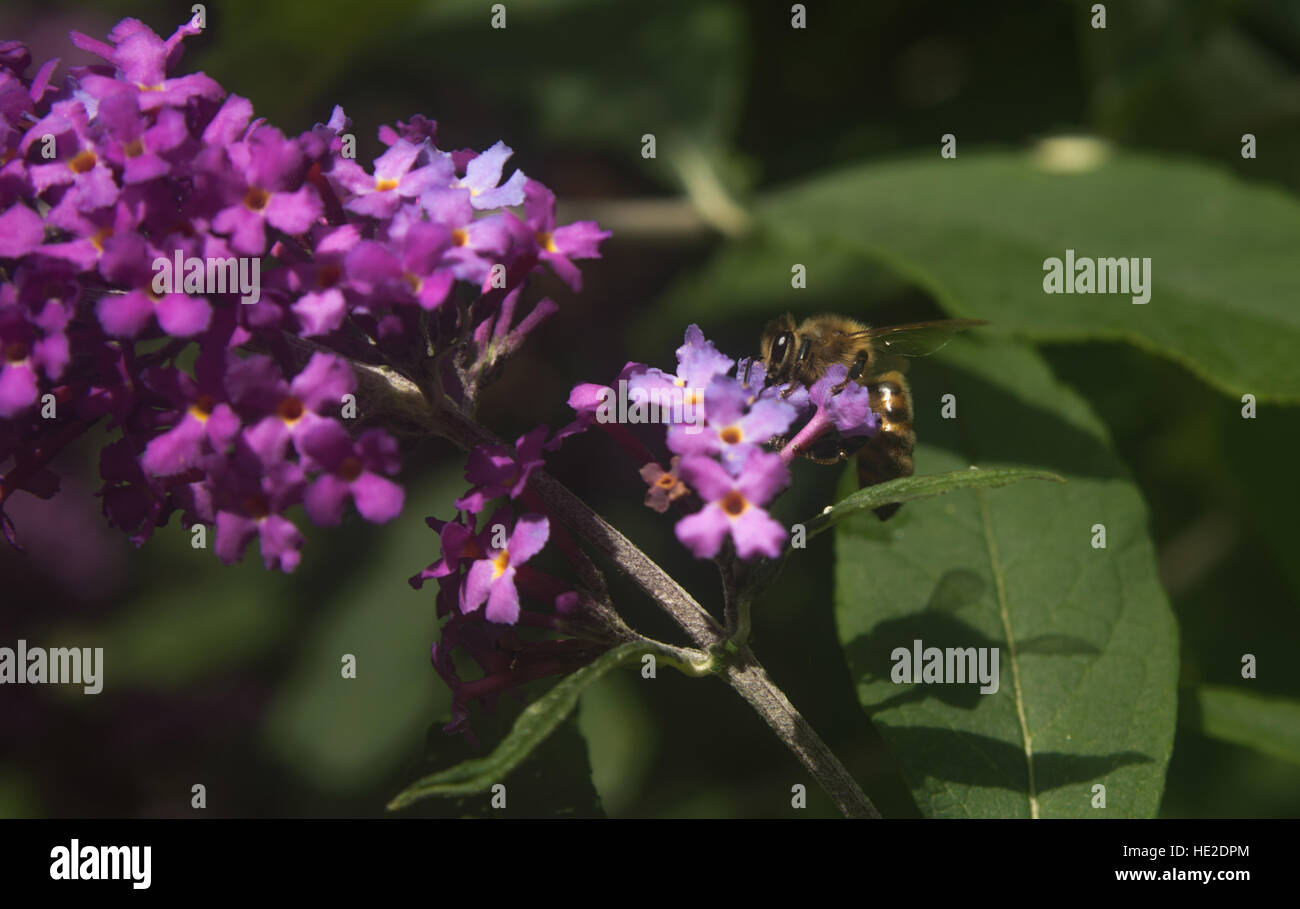 Bee Pollen sammeln Stockfoto