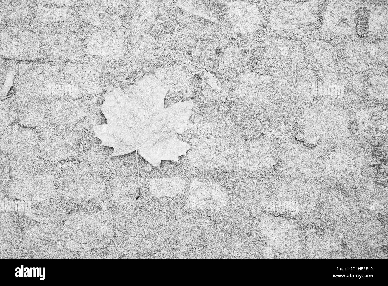 Einzelne Ahornblatt auf Asphalt durch Raureif bedeckt Stockfoto