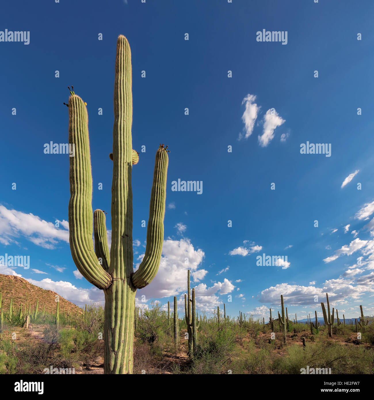 Saguaro-Kakteen-Landschaft Stockfoto