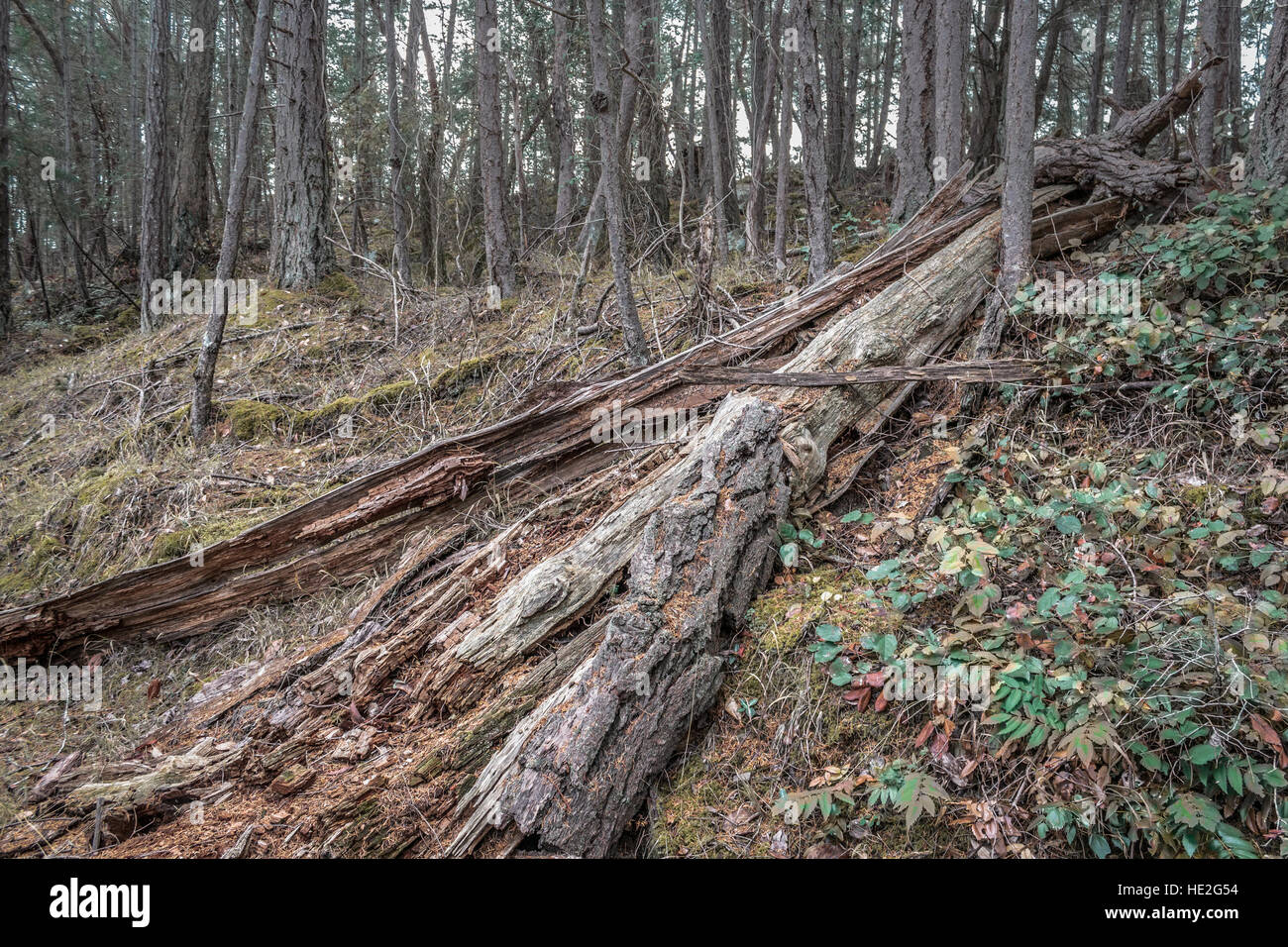 Einen umgestürzten Baumstamm, Split öffnen und verfallen, liegt auf einem moosigen Hügel in einem Douglas fir Wald in British Columbia. Stockfoto