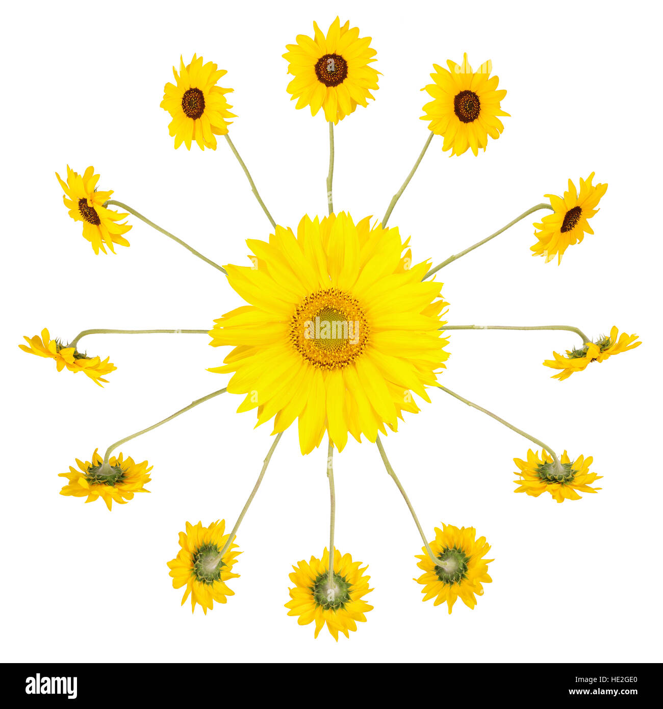 Sonnenblumen in Form von einem isoliert auf weißem Zifferblatt Stockfoto