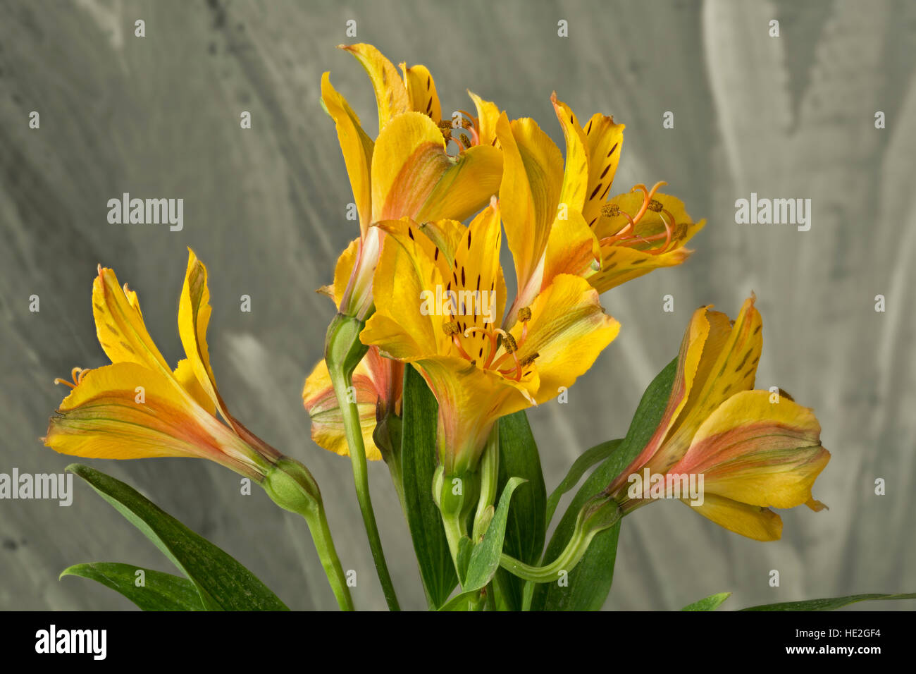 WA12986-00... WASHINGTON - Lilien in voller Blüte. Stockfoto