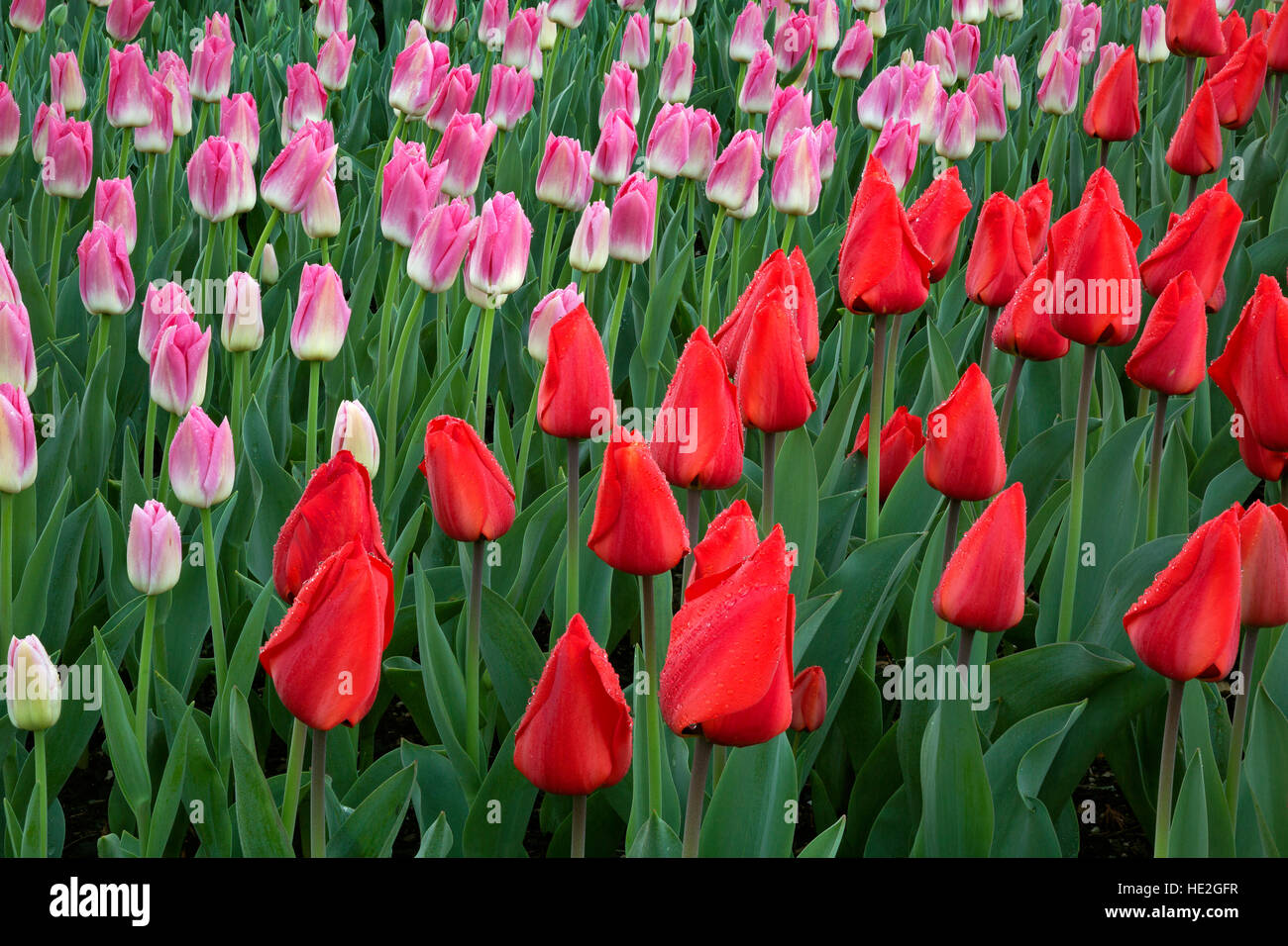 WA12999-00... WASHINGTON - Tulpen blühen in einem Anzeige-Garten auf RoosenGaarde Lampe Bauernhof in der Nähe von Mount Vernon. Stockfoto