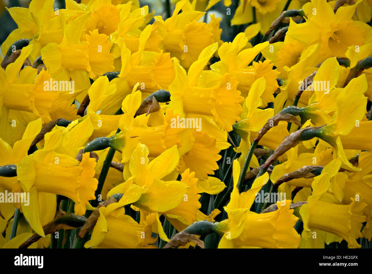 WASHINGTON - Narzissen blühen in einem Demo-Garten am RoozenGaarde Birne Farm im Skagit Valley in der Nähe von Mount Vernon. Stockfoto