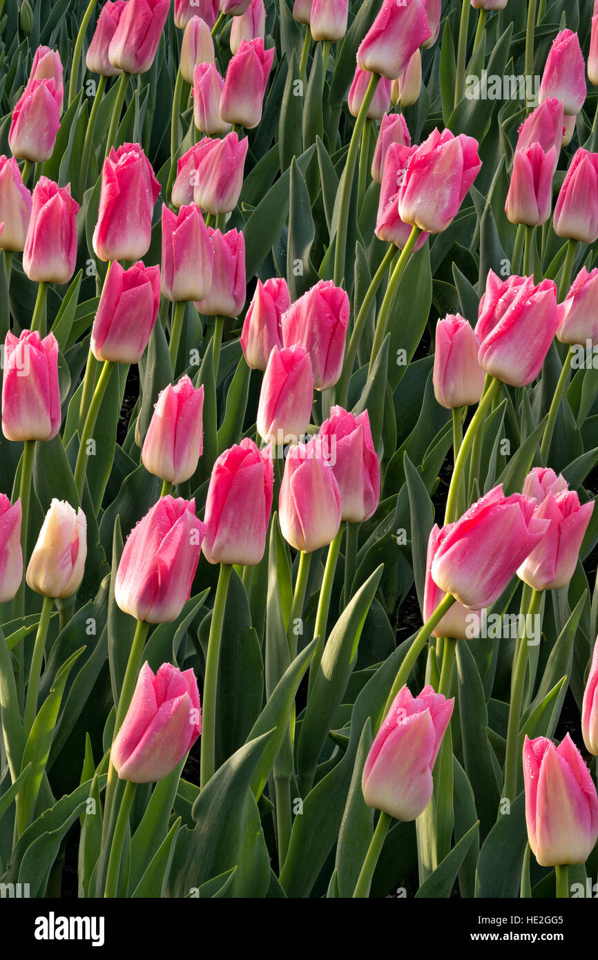 WA13003-00... WASHINGTON - Tulpen blühen in einem Anzeige-Garten auf RoosenGaarde Lampe Bauernhof in der Nähe von Mount Vernon. Stockfoto