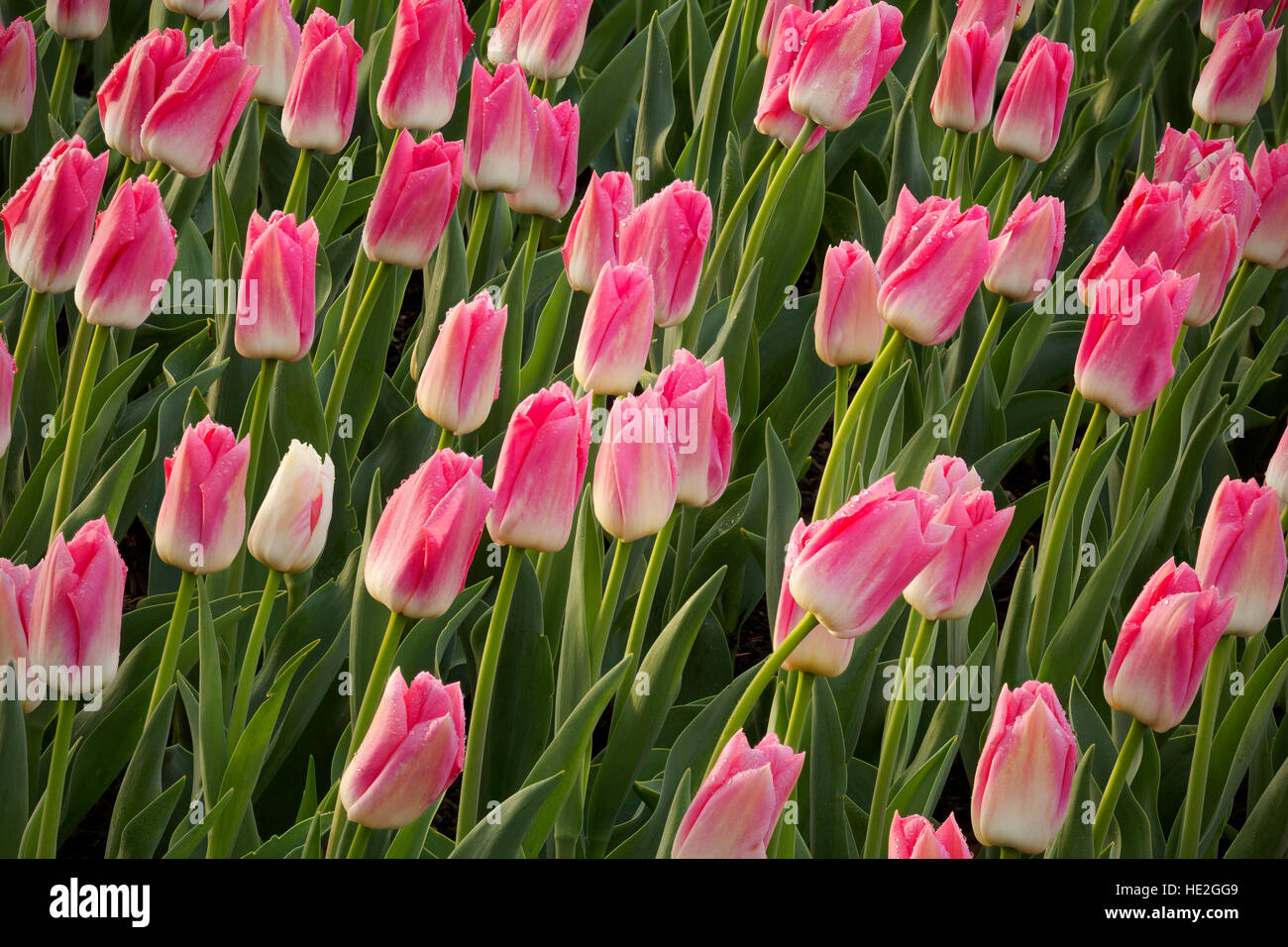 WA13004-00... WASHINGTON - Tulpen blühen in einem Anzeige-Garten auf RoosenGaarde Lampe Bauernhof in der Nähe von Mount Vernon. Stockfoto