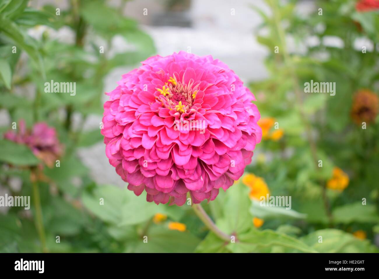 Es ist eine rosa Blume auf den Schwerpunkt des Fotos. Stockfoto