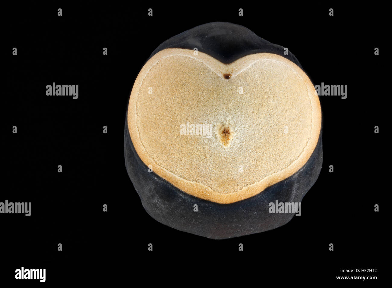 Cardiospermum Halicacabum, Ballon, Ballonrebe, Saatgut, nahe, Samen Größe 4-5 mm Stockfoto