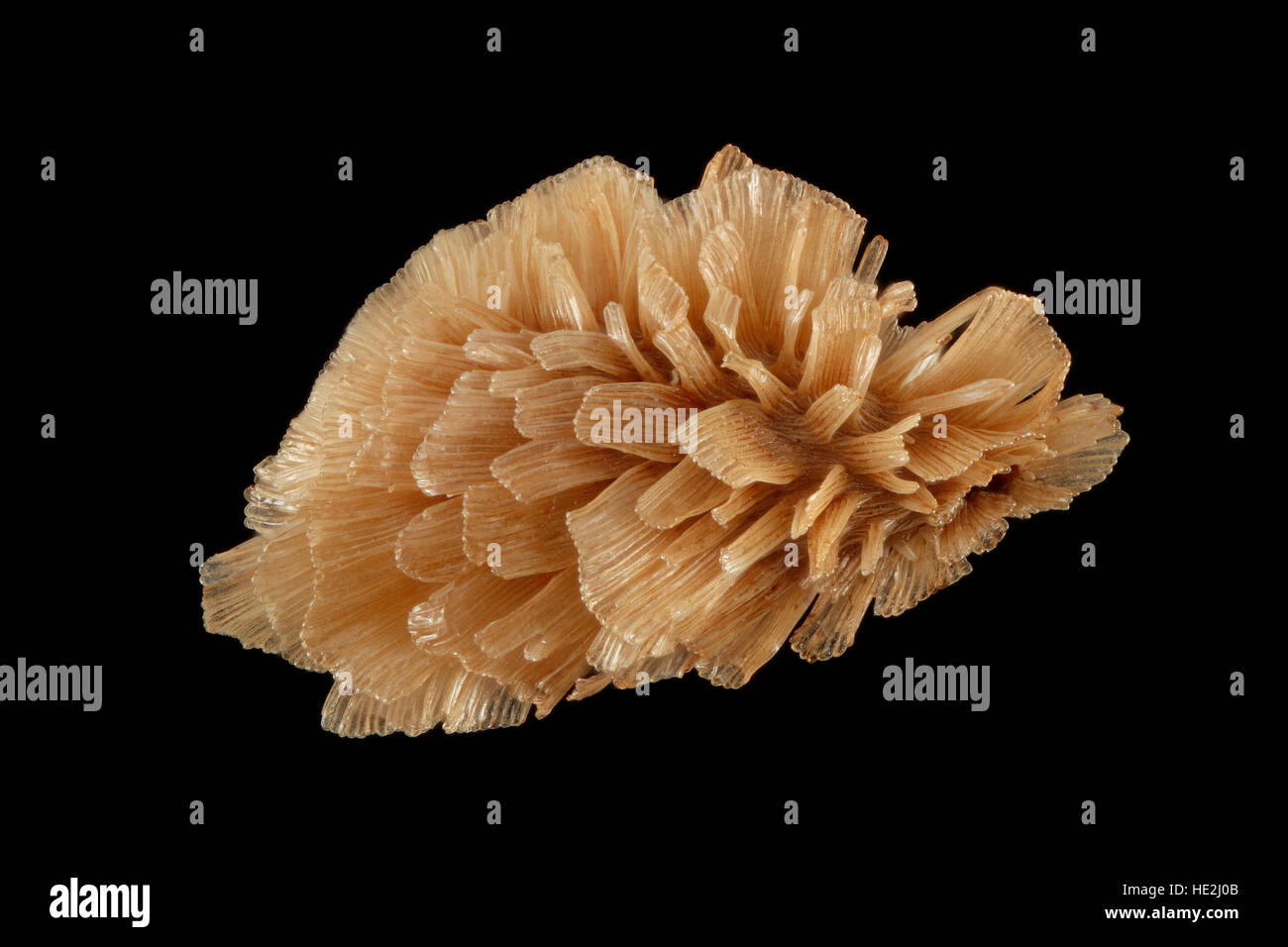 Cimicifuga Foetida, Traubensilberkerze, Samen, Nahaufnahme, Samen Größe 3 mm Stockfoto