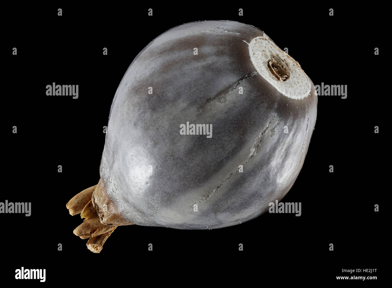 Coix Lacryma-Jobi, Hiobs-Tränen, Hiobsträne, Samen, Nahaufnahme, Samen Größe 8-10 mm Stockfoto