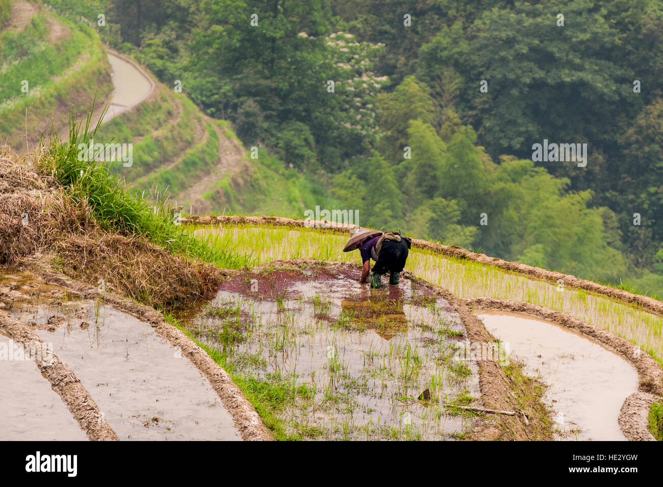Landwirt in Longsheng Reisterrassen Longji Dragon Wirbelsäule Reisfelder Felder am Hang Longsheng, Guilin, Guangxi, China. Stockfoto