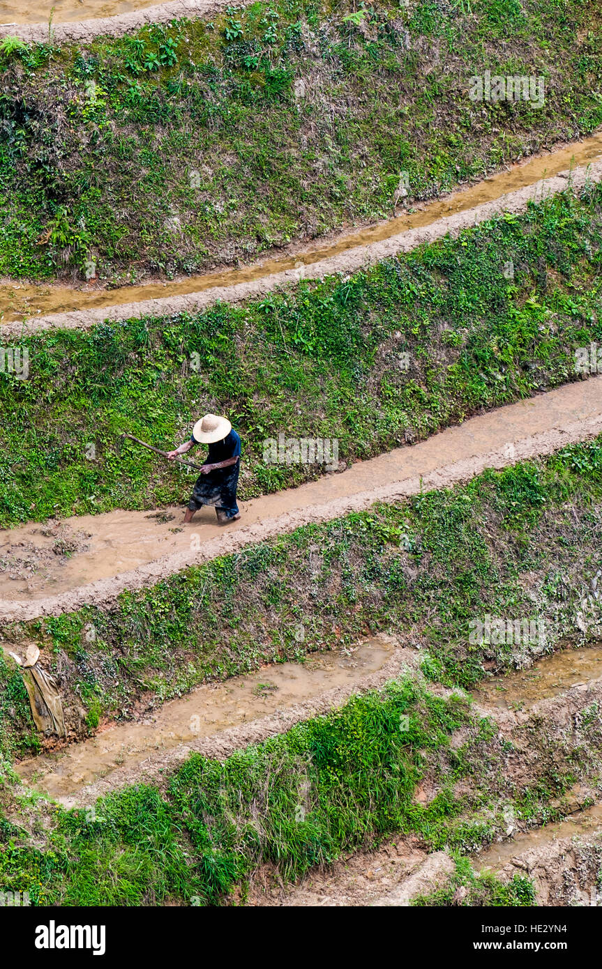 Landwirt in Longsheng Reisterrassen Longji Dragon Wirbelsäule Reisfelder Felder am Hang Longsheng, Guilin, Guangxi, China. Stockfoto