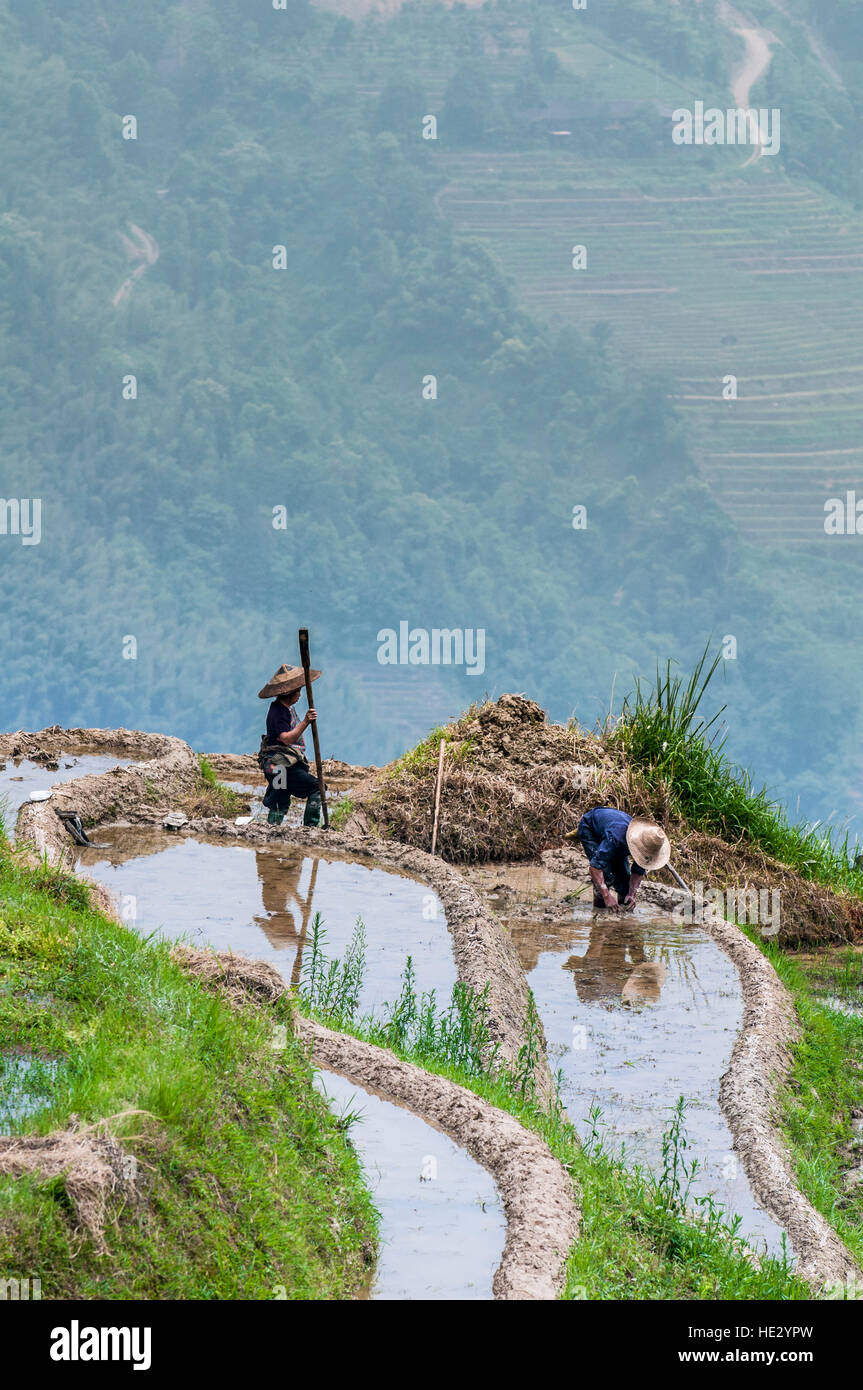 Bauern in Longsheng Reisterrassen Longji Dragon Wirbelsäule Reisfelder Felder am Hang Longsheng, Guilin, Guangxi, China. Stockfoto