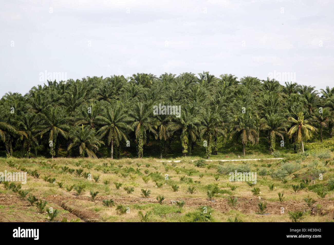 Palm Oil Plantation In Malaysia Stockfotos Und Bilder Kaufen Alamy