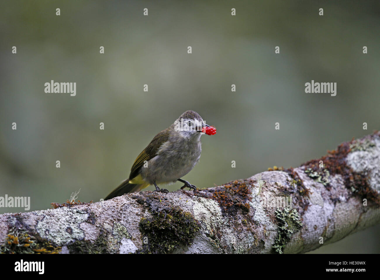 Blass-faced Bulbul, Pycnonotus Leucops, Fütterung auf eine rote Beere Stockfoto