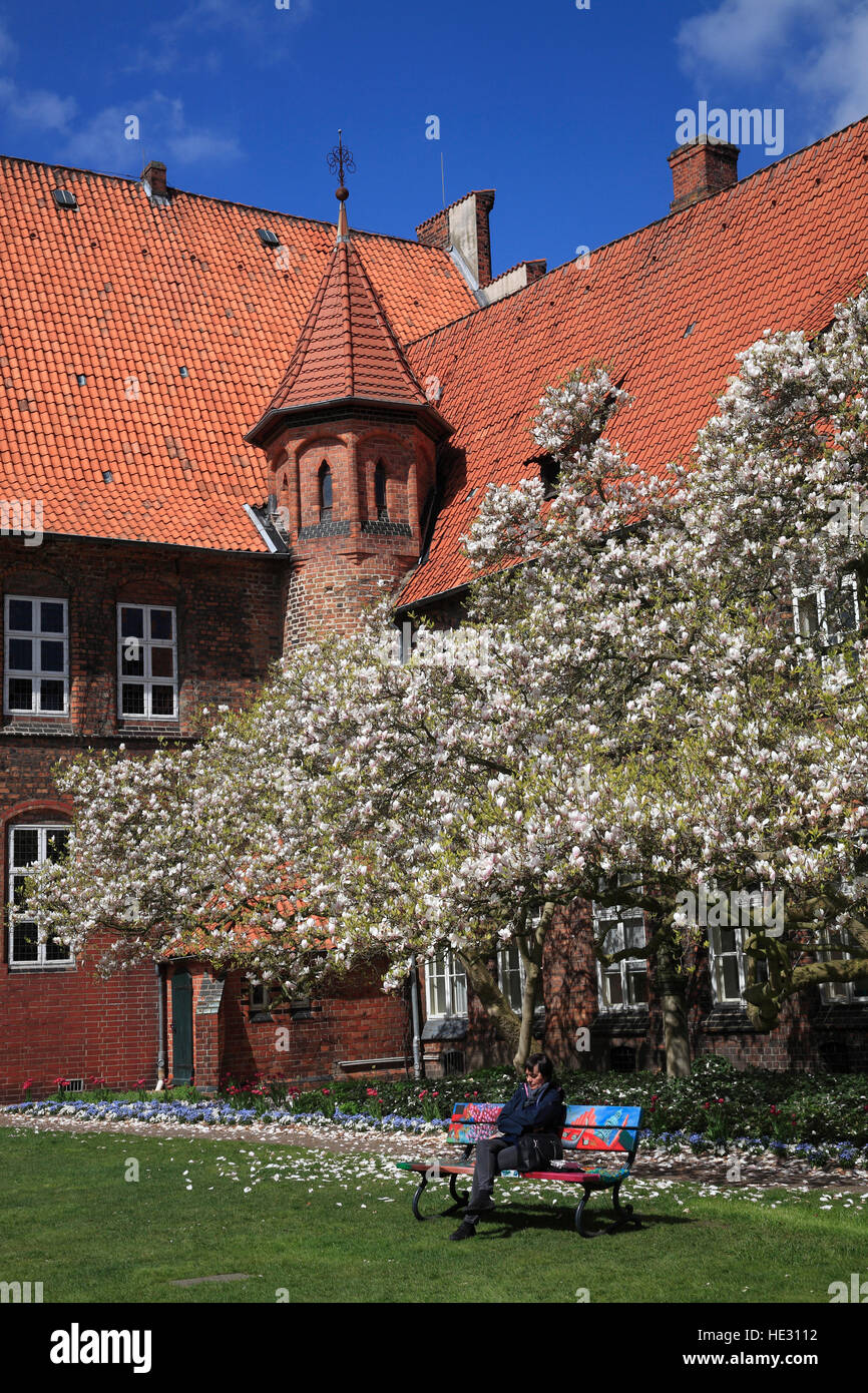 Blühende Magnolienbaum, Rathaus Garten, Lüneburg, Lüneburg, Deutschland, Europa Stockfoto