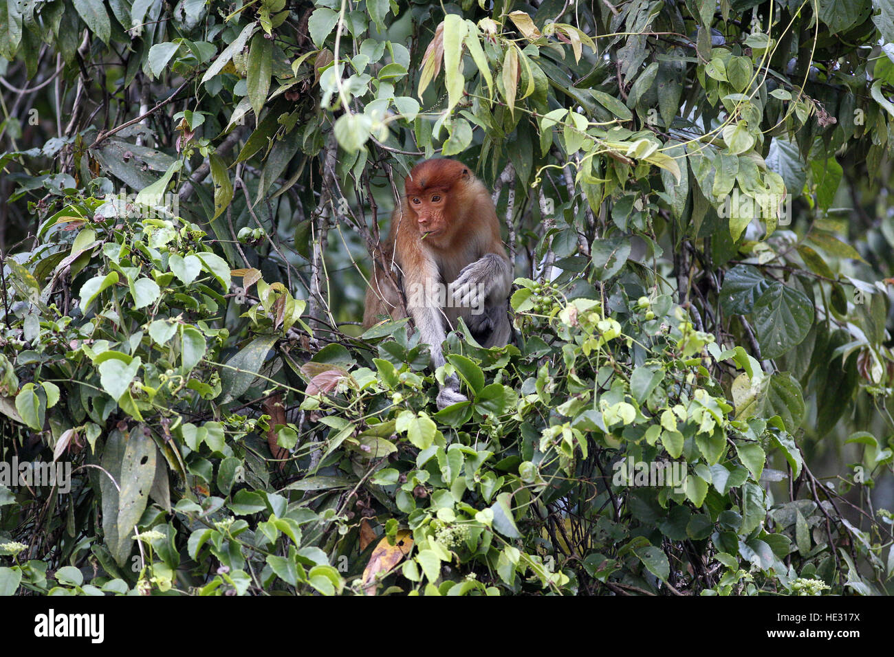 Nasenaffe, Nasalis Larvatus, Fütterung in der vegetation Stockfoto