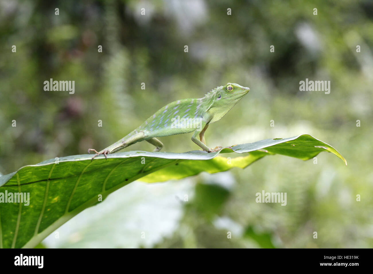 Grün Crested Eidechse, Bronchocela cristatella Stockfoto