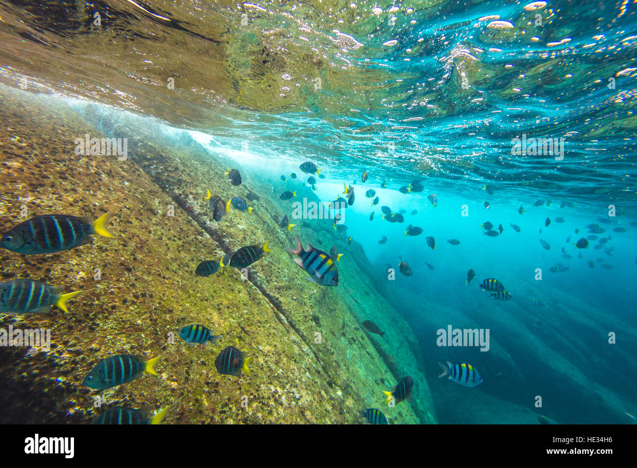 Similan Inseln Meeresboden Stockfoto