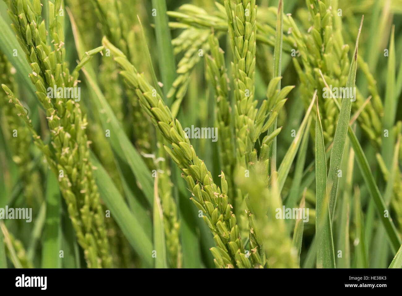 Unreife Reis Plantage Stockfoto